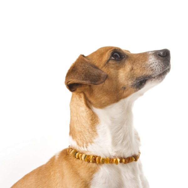 Bernsteinketten Natur Bernsteinkette für Hunde günstig online kaufen